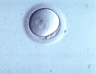 Research: Eggs are smart: they save energy while waiting to be fertilized.
