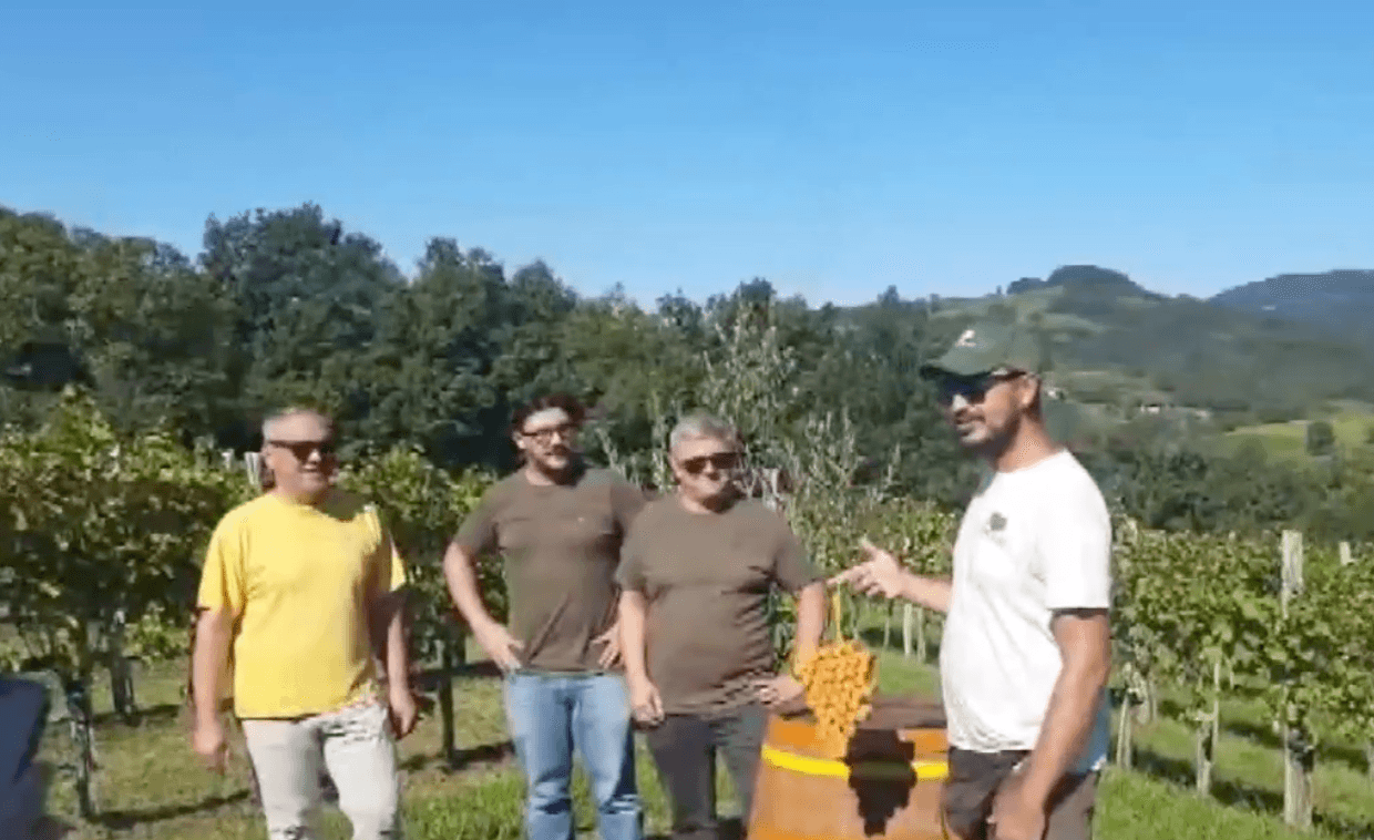 In Oslavia wird Ribolla vom italienischen Blinden- und Sehbehindertenverband geerntet.