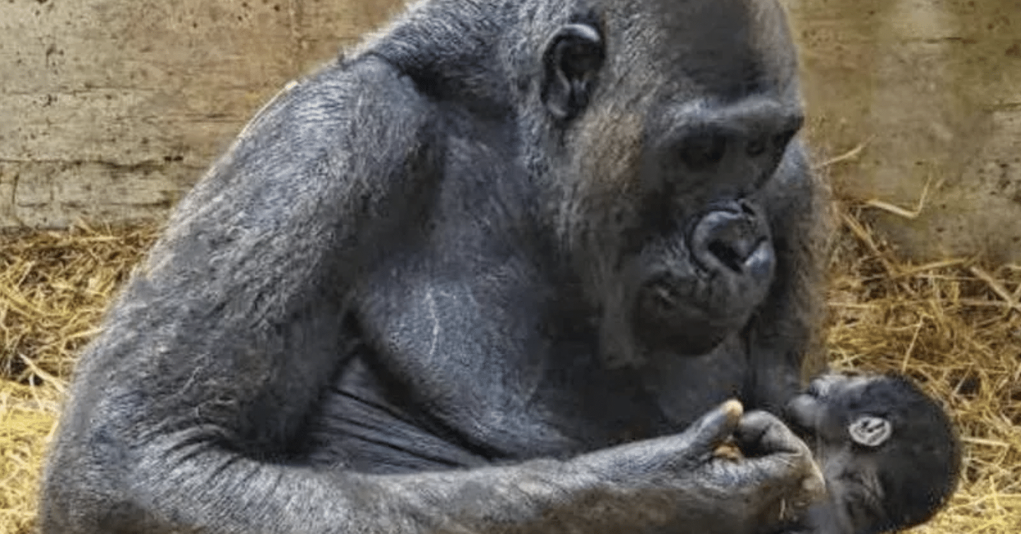 Fasano Zoosafari viert zijn grote succes: er is een babygorilla geboren, de eerste in Italië in bijna 50 jaar.