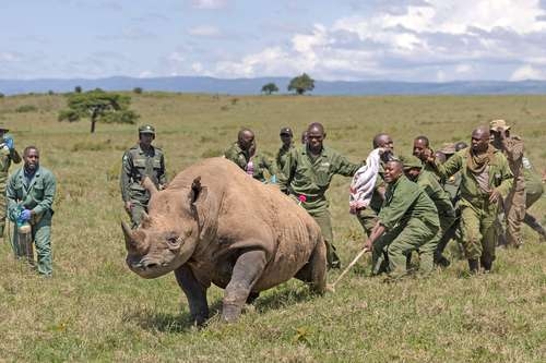 Dehorning rhinos helps reduce poaching