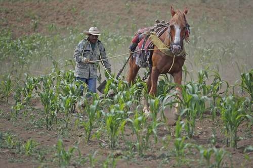 Mexiko, ohne Selbstversorgung mit Mais und Fleisch, zwei der Säulen der nationalen Ernährung
