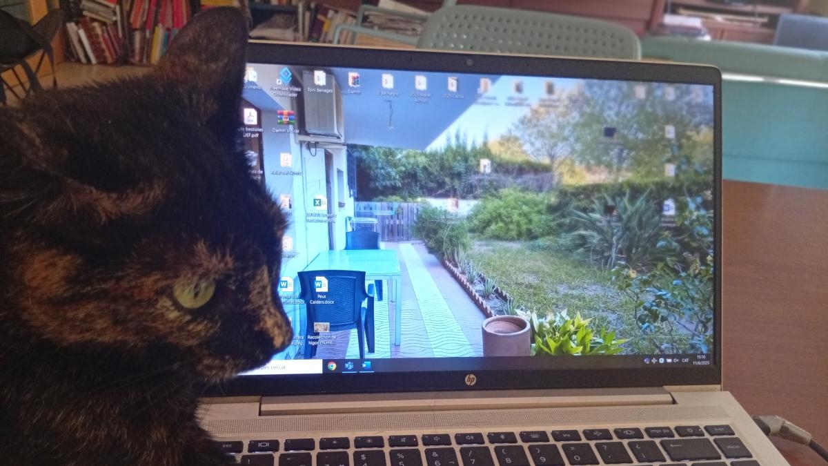 Meditationen der Katze Murr