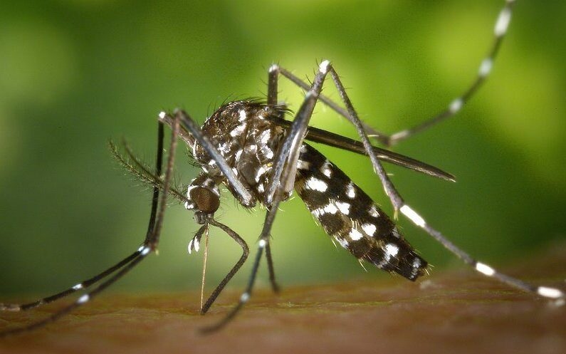 Métropole de Lyon : un cas autochtone de chikungunya détecté à Meyzieu