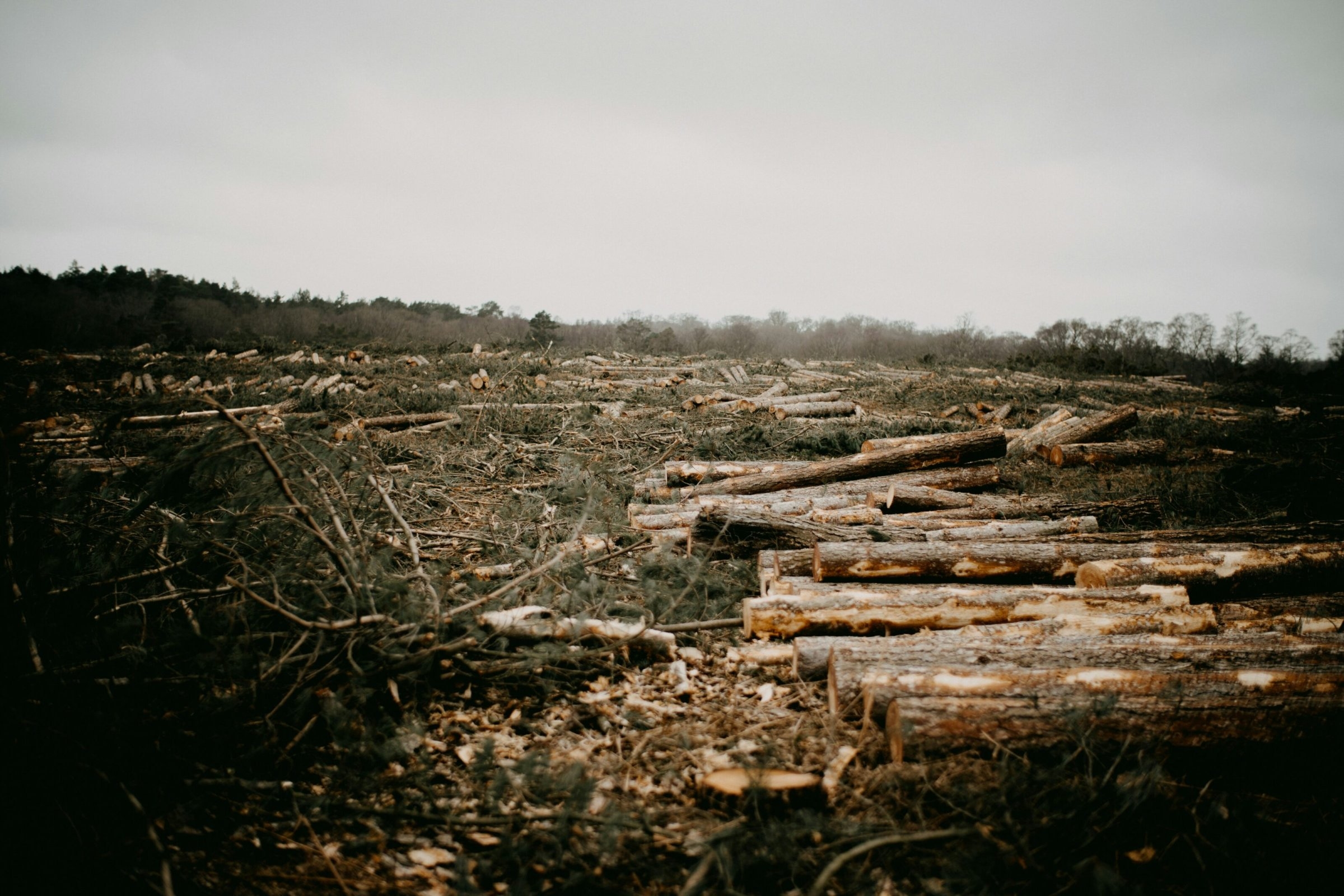 Protection against deforestation | Open letter to Merz: Deforestation regulation threatens clear-cutting