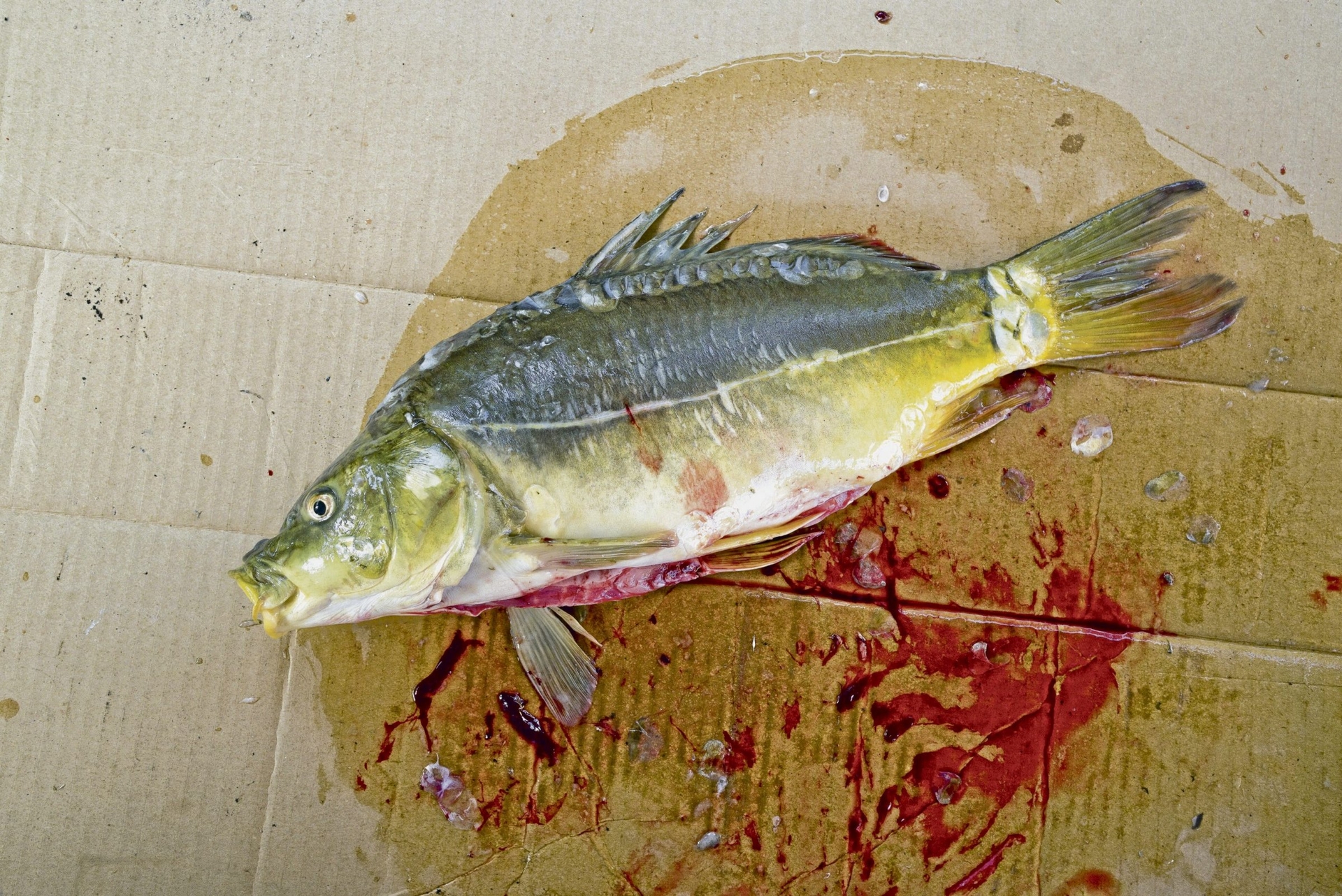 Литература | Леонард Ф. Зайдль: Пересекающие границы на местности