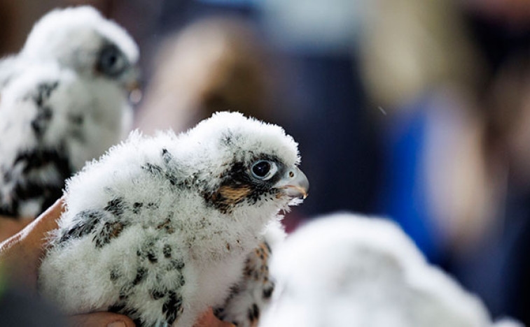 Le faucon opsednuta australien de Melbourne koji su est devenu une star d'Internet (VIDEO)