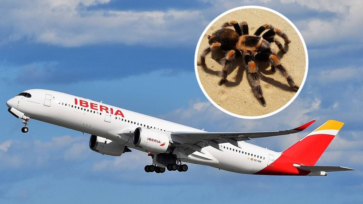 Un ragno velenoso ha morso il pilota. Momenti di terrore a bordo dell'aereo