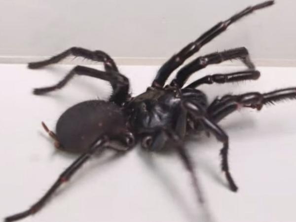 Diese Spinne ist für den Menschen sehr gefährlich: Wie kann man sie erkennen?