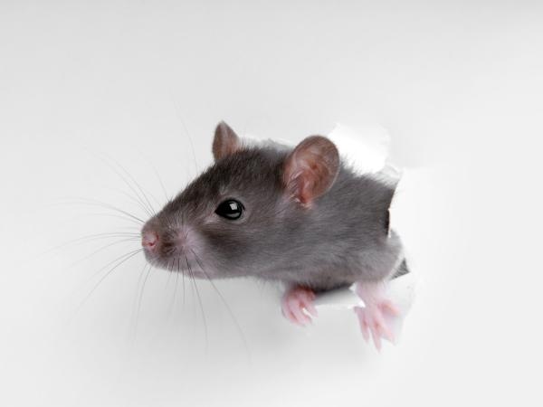 Weinig mensen weten dit, maar het is belangrijk: welk geluid jaagt ratten weg?