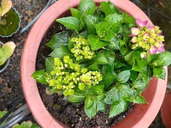 'Representa la soledad': la flor que le puede estar robando la energía de su casa
