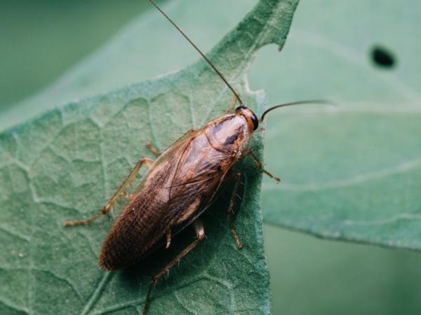 Waarom zitten er kakkerlakken in jouw tuin? Zo bescherm je je planten