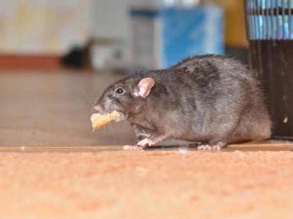 Sie versagen nie: 5 selbstgemachte (und narrensichere) Gifte für Ratten und Mäuse