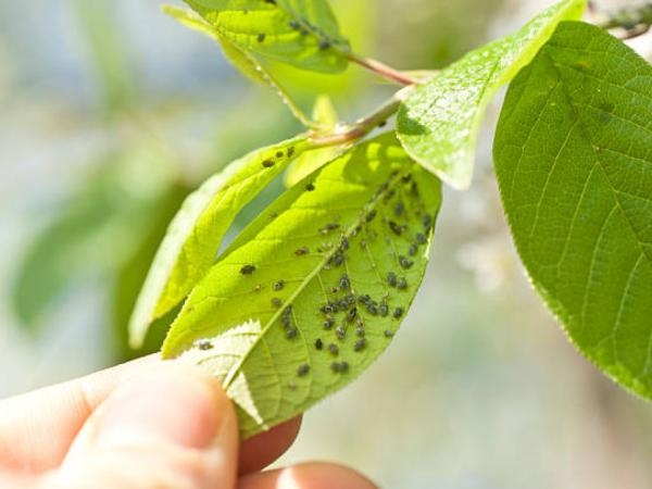 3 piante che forse non sai attraggono gli insetti in casa e in giardino