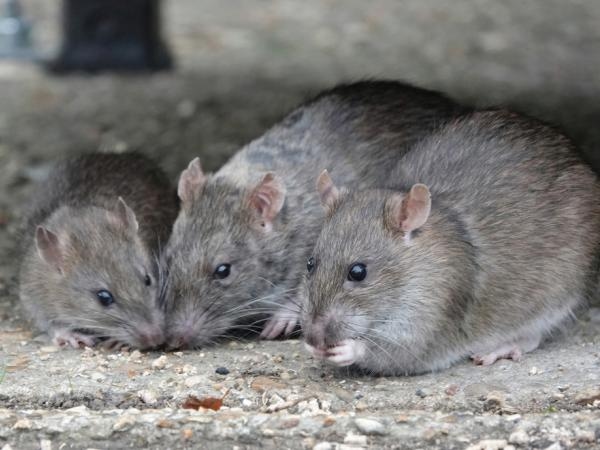 Estas son las 7 cosas más 'bizarras' que espantan a las ratas, según la IA