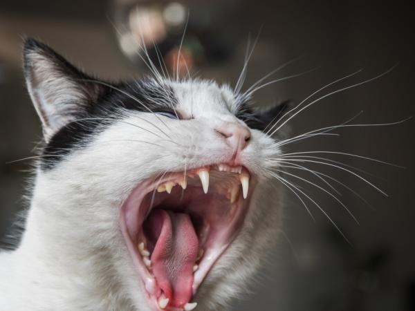 Wenn Sie keine Katzen zu Hause mögen: Das sind die 4 Gerüche, die sie am meisten hassen