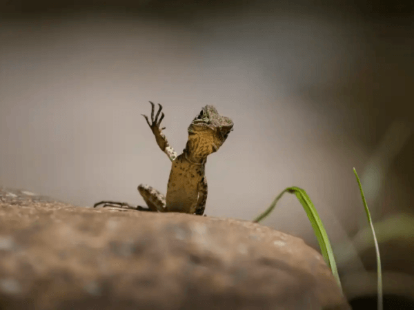 Sehr lustig: Tierfotos, die die komische Seite der Natur zeigen