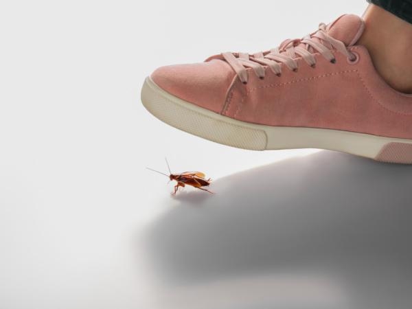 Please note: This is why you shouldn't step on cockroaches.