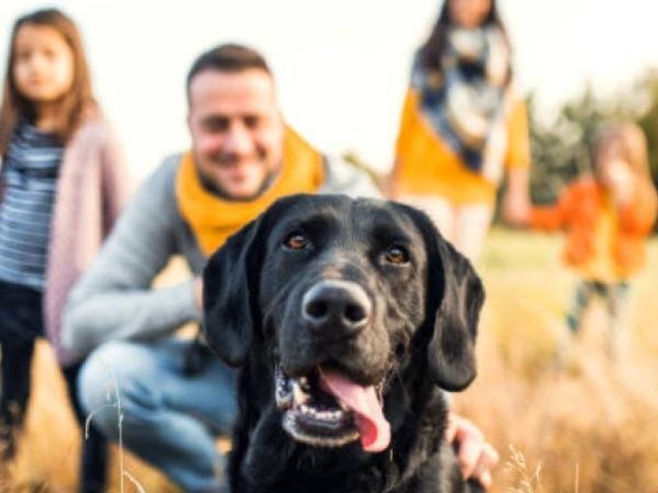 If you don't like strange dogs: these are the 3 smells that attract them