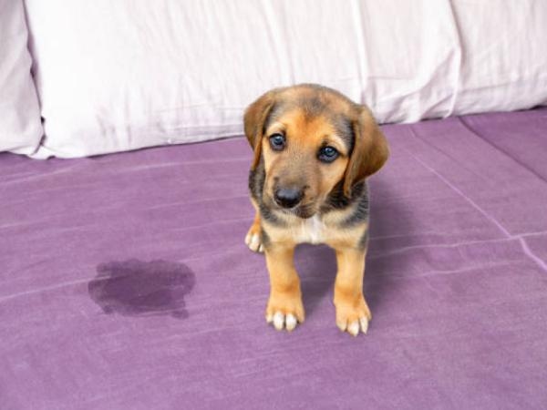 Quick and cheap: 5 recipes to remove the smell of dog urine from your home.