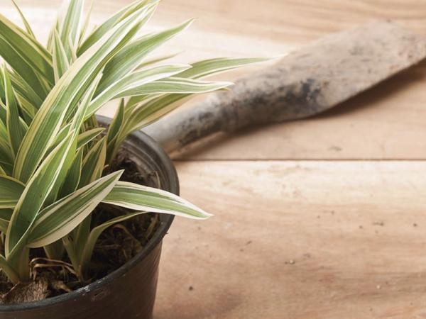 'Regenerative and healing': the 4 unknown benefits of the 'malamadre' plant