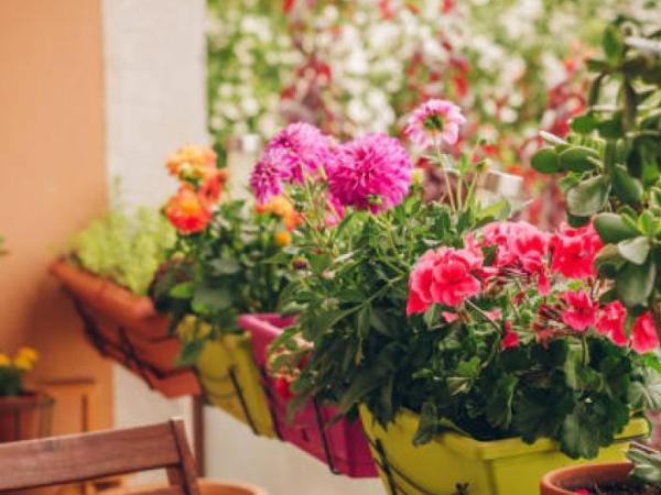 These plants could scare away abundance from your home, be careful