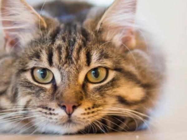 What does it mean for a person to like cats, according to psychology?