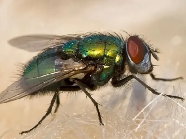 Das wird Ihnen nicht gefallen: Was mit Ihrem Essen passiert, wenn eine Fliege darauf tritt