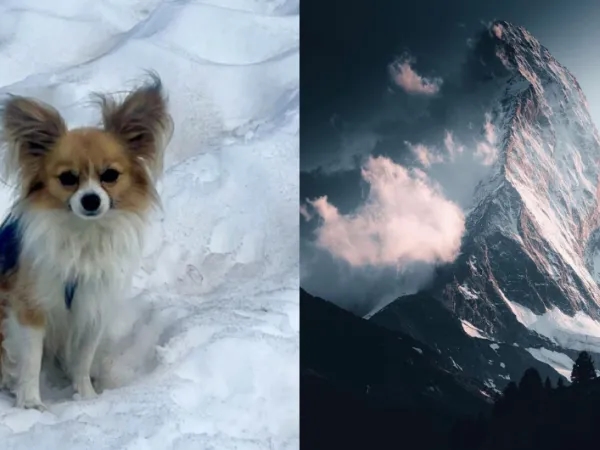 "Un eroe": un chihuahua salva il padrone caduto in un ghiacciaio