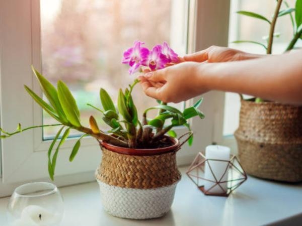 5 piante che ti aiuteranno ad avere un sonno ristoratore e sono anche belle