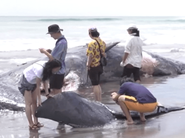 Desolador hallazgo en Japón: encuentran los cuerpos de cuatro ballenas en una playa