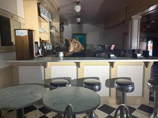 Cameriere inaspettato: un orso prende possesso del bancone di una gelateria in California.