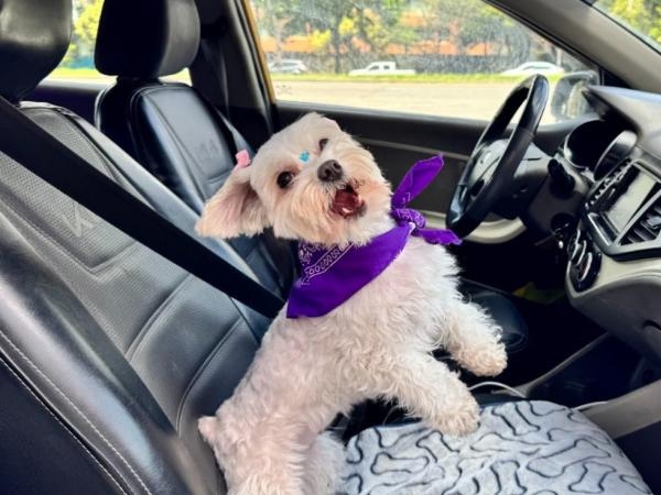 Cabify führt seine neue Kategorie „Haustierfreundliches Reisen“ in Bogotá ein. Wie ist es dort?