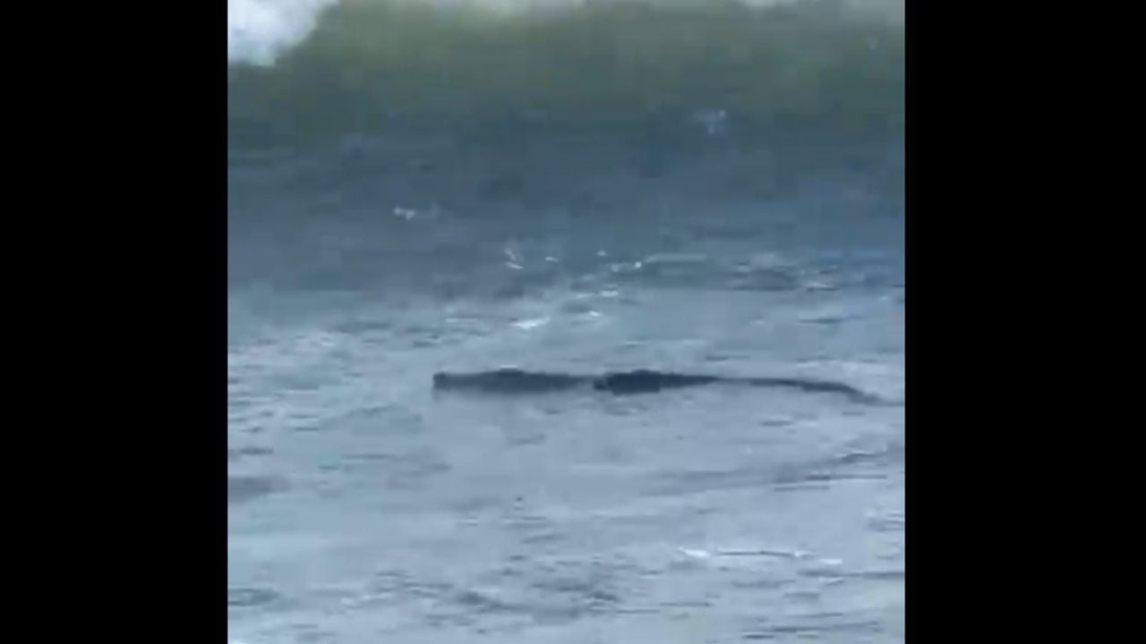 Crocodile caught in Diamante area of Acapulco (Video)