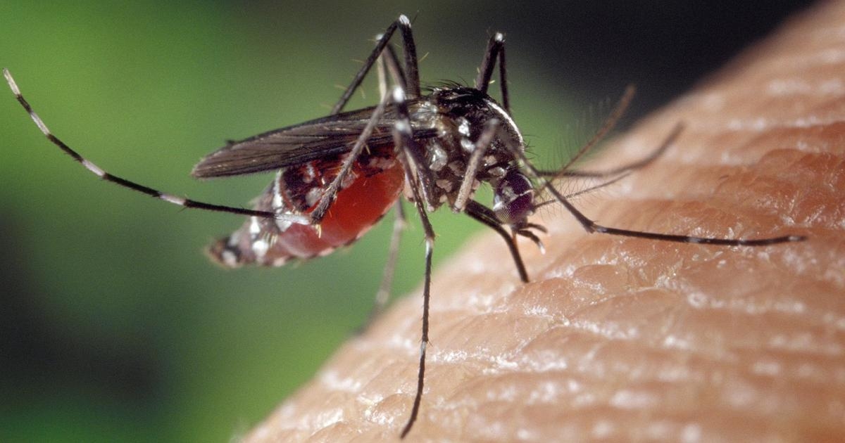 Westnijlvirus: tot nu toe 11 doden in Italië. Eerste besmettingsgeval in Biella. Insecten testten positief in Isernia.