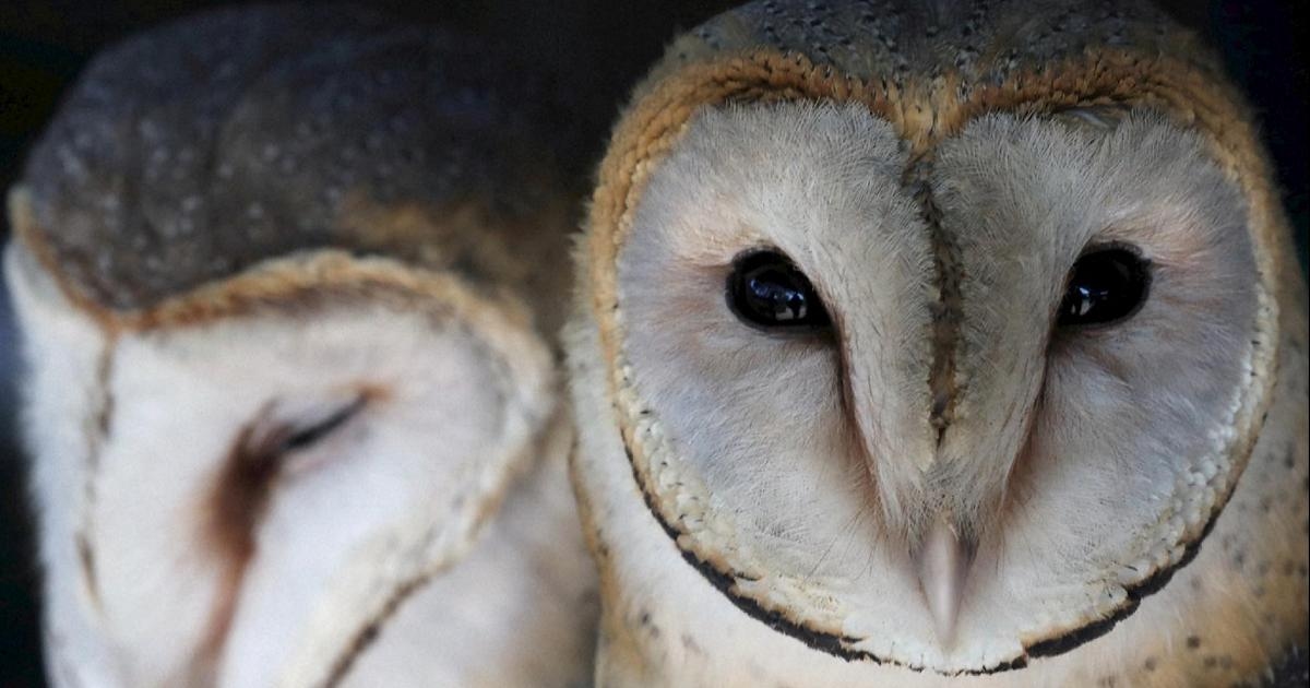 Stop the stress of tags and cameras: AI counts barn owl chicks by recognizing them by their cry.