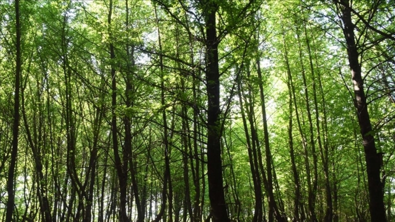 Entry into forests is prohibited throughout Türkiye