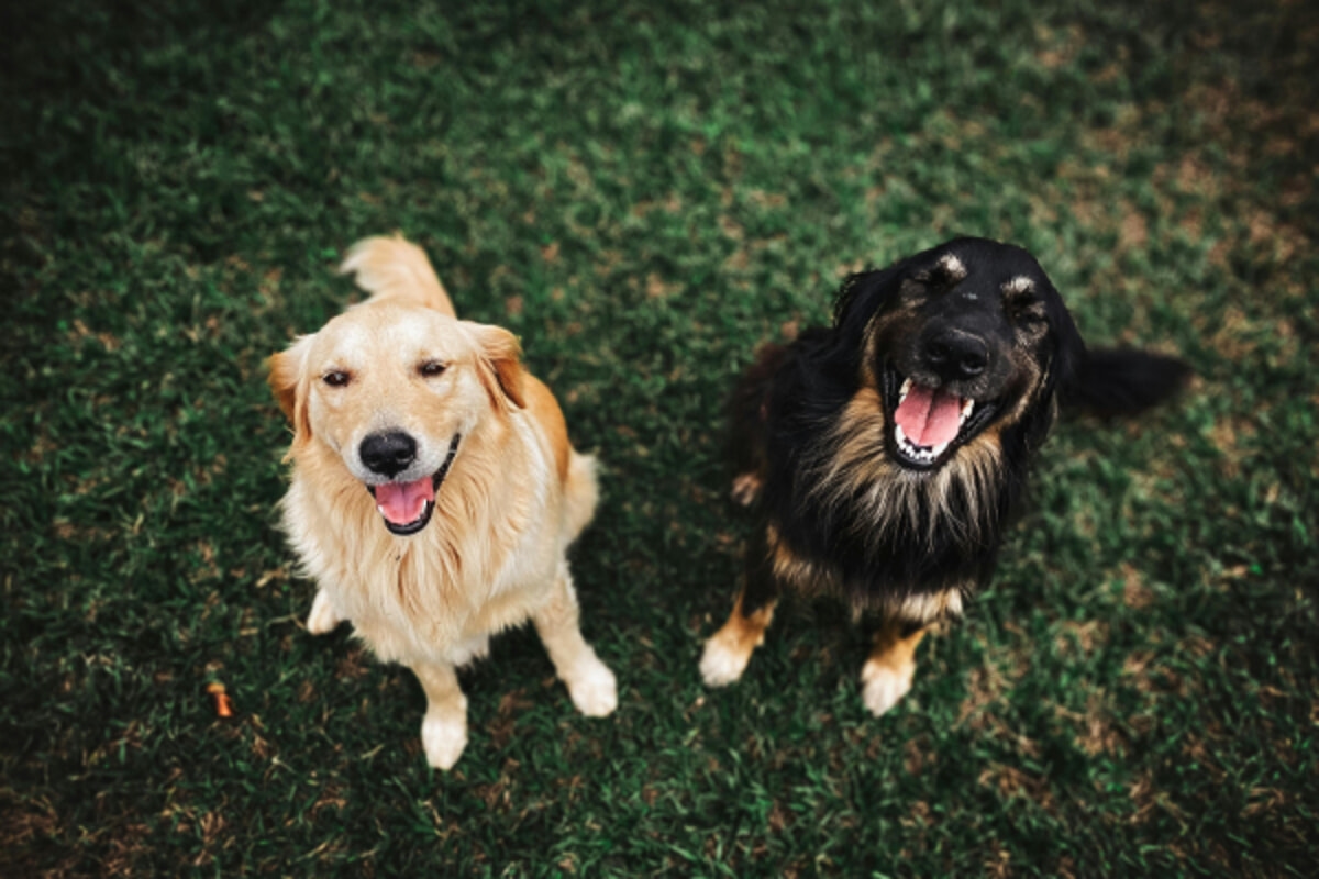 Zorunlu Köpek Aşıları: Sahipleri Neler Biliyor?