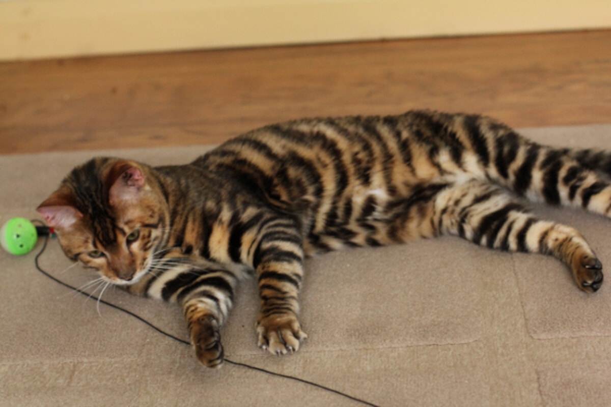Toyger: de huisdiertijger