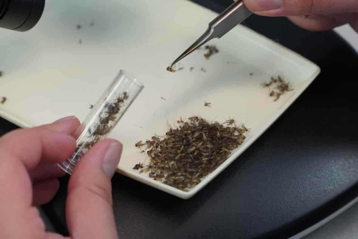 Virus del Nilo Occidental: Italia informa de otra víctima de la enfermedad transmitida por mosquitos, la primera en el Véneto.
