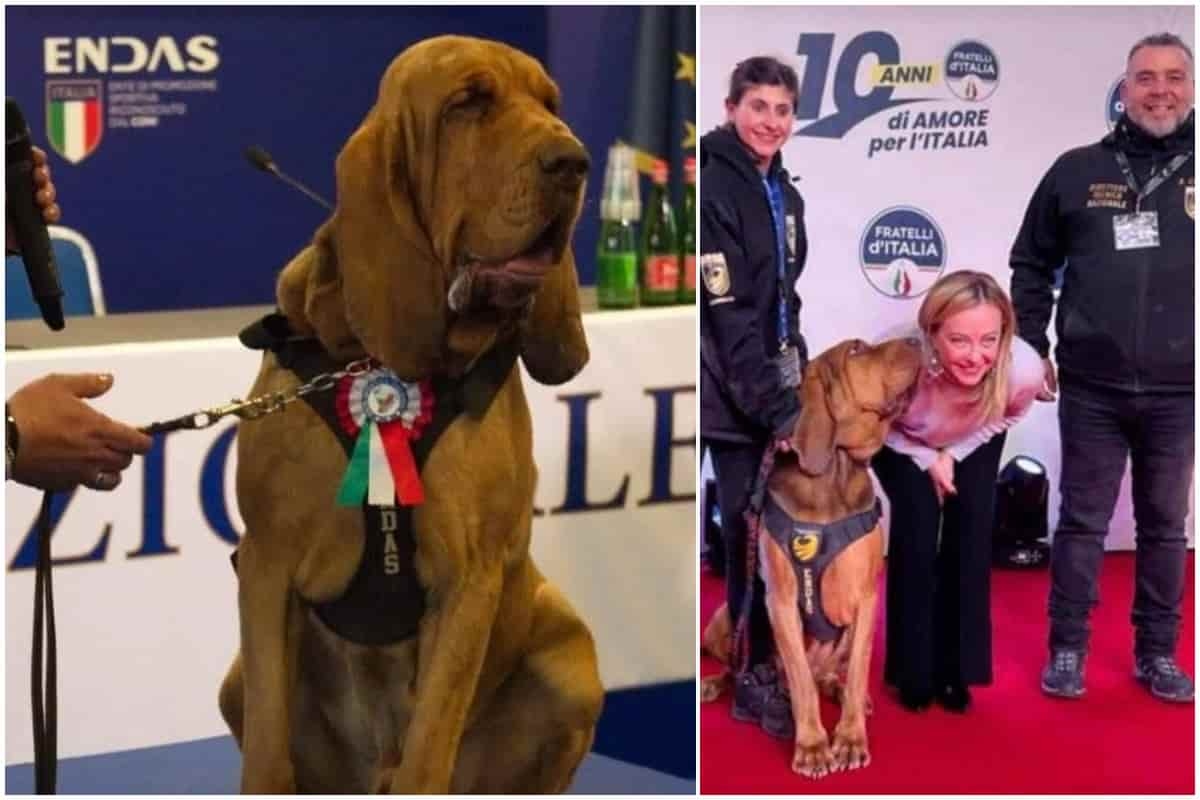 Bruno, sosis köfte ve çiviyle öldürüldü, Meloni'nin kahraman köpek ödülüne layık görüldü: 9 kayıp insanı kurtarmıştı