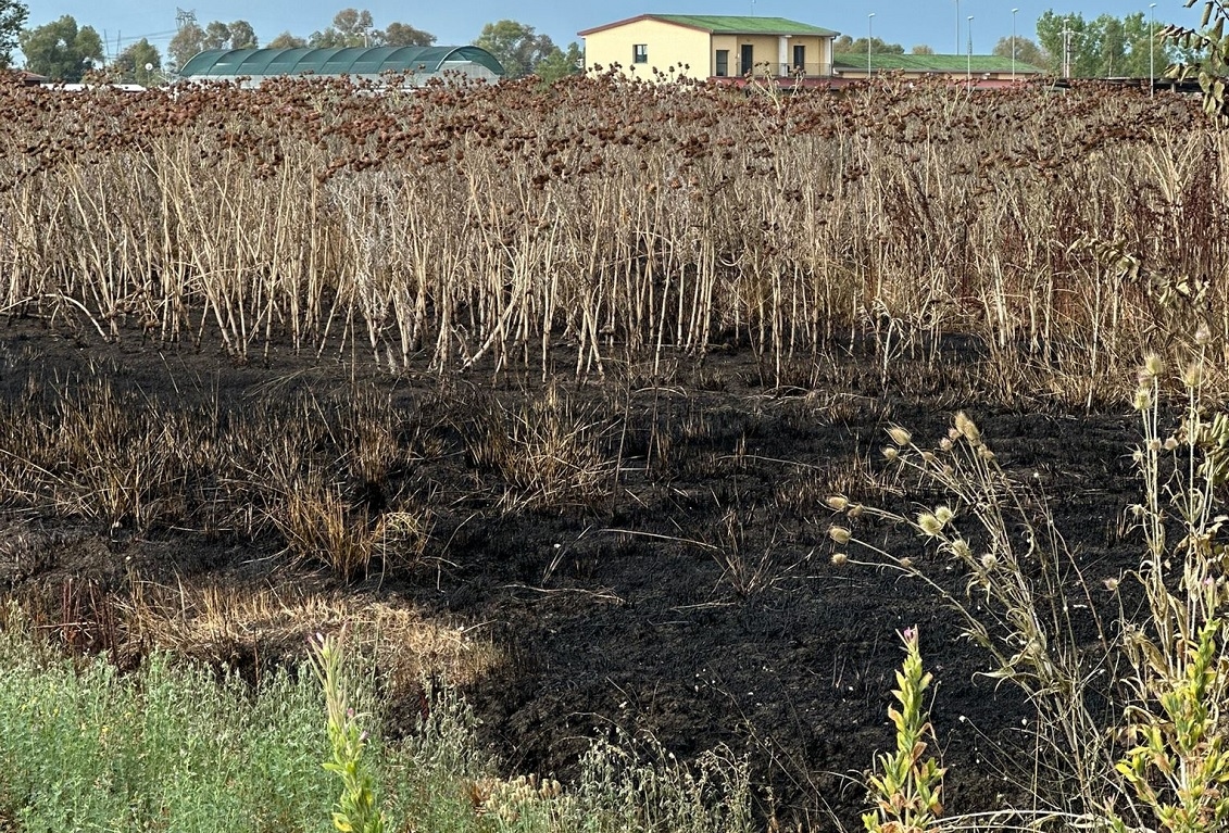 Wave of fires and acts of intimidation on confiscated lands in the South
