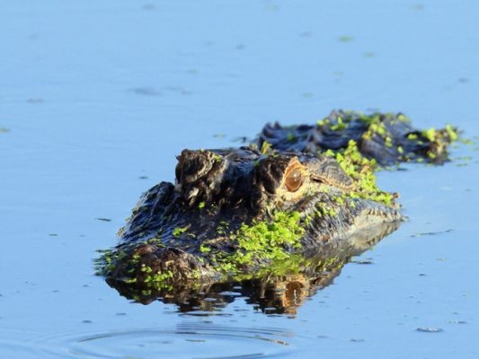 Strumento economico per identificare il rischio di estinzione delle specie