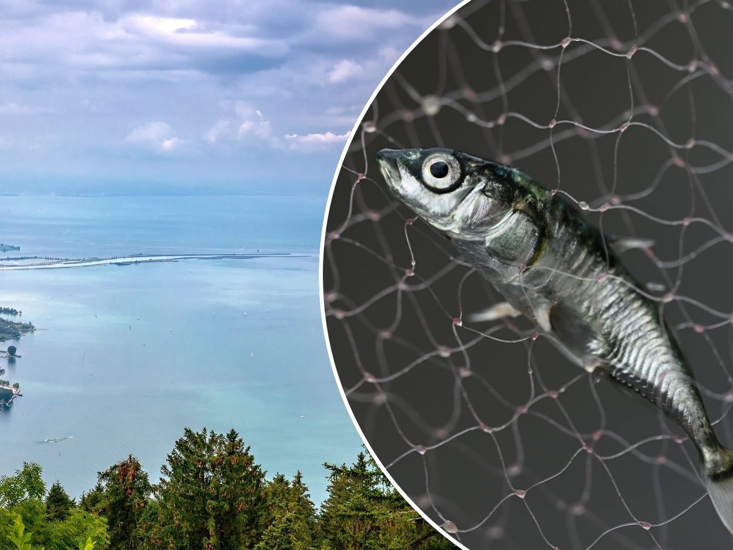 Declínio massivo de esgana-gata no Lago Constança ainda é inexplicável