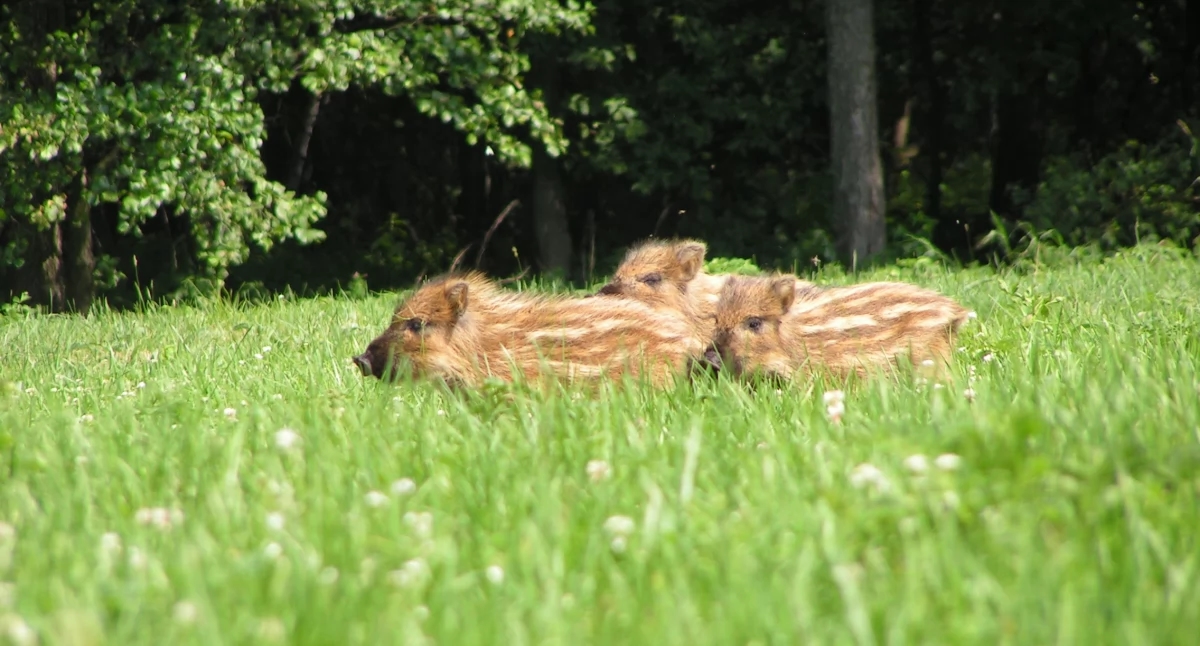 Niet bewaren, niet aanraken, niet meenemen! Jagers waarschuwen: babyboom in het bos is onderweg