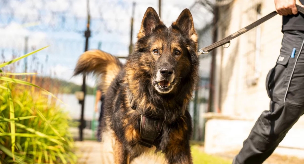Cani in uniforme addestrati sotto la supervisione dei conduttori [GALLERIA]