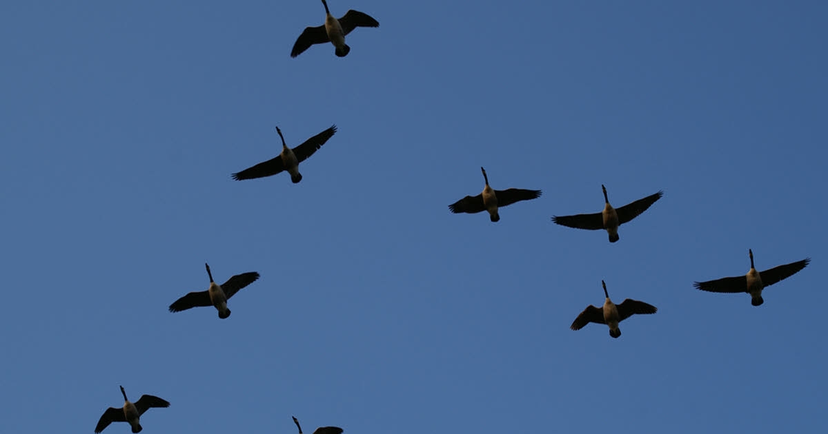Здоровье. Птичий грипп: в Эльзасе обнаружено несколько мёртвых птиц.