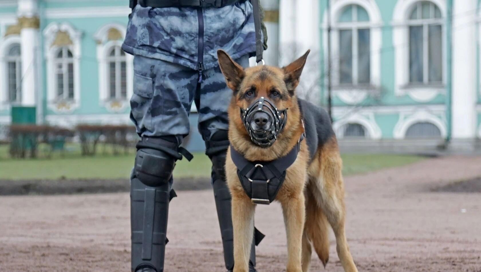 Московский суд разрешил домашним собакам мочиться на общественные газоны