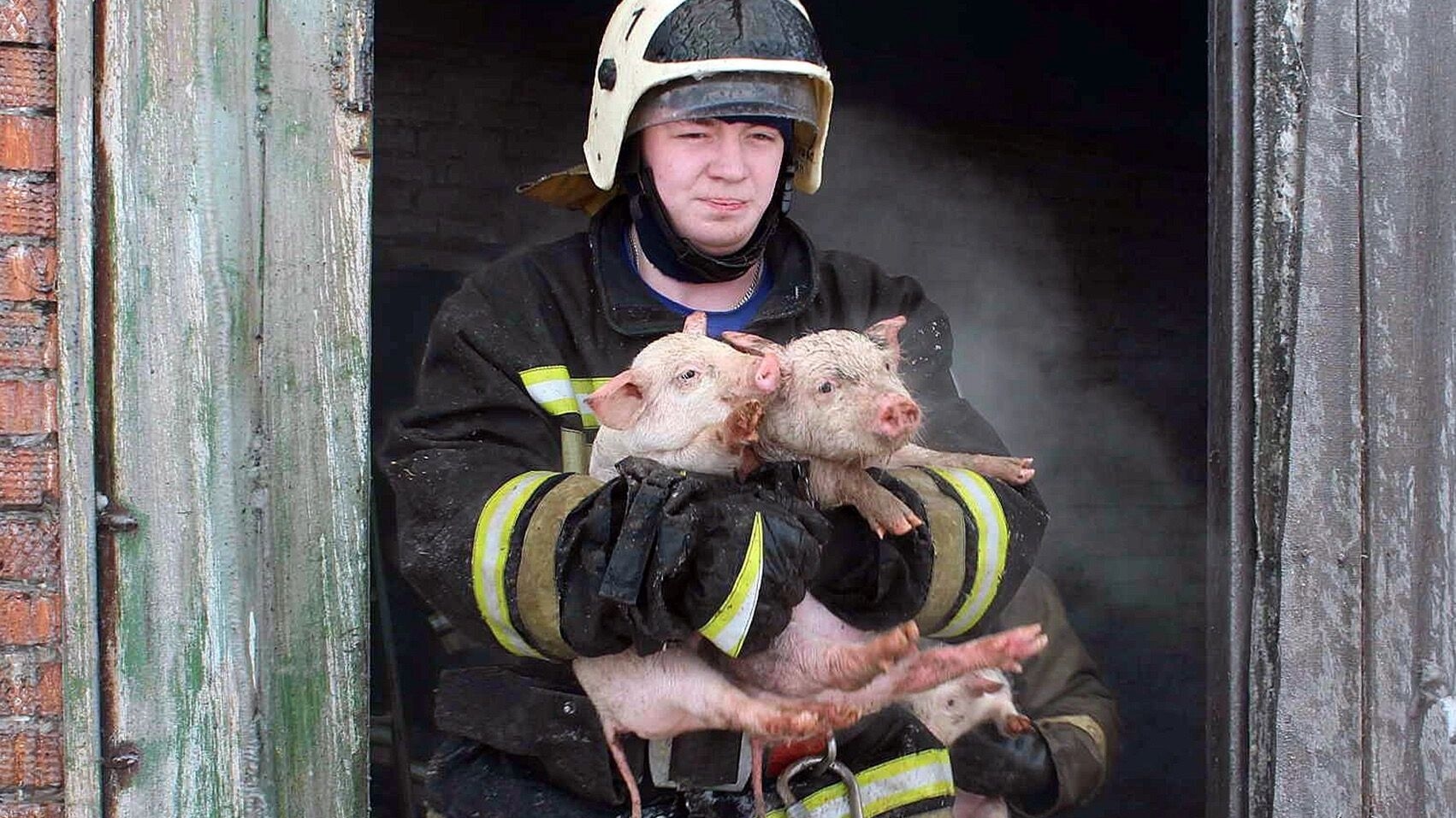 Pigs vs. the Ministry of Agriculture. There's damage from the SVO in the Kursk region, but no money.