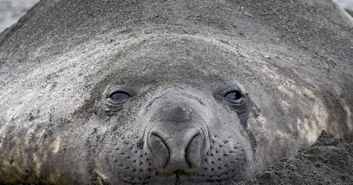 Arjantin'de fil fokları kuş gribi yüzünden yok oluyor.