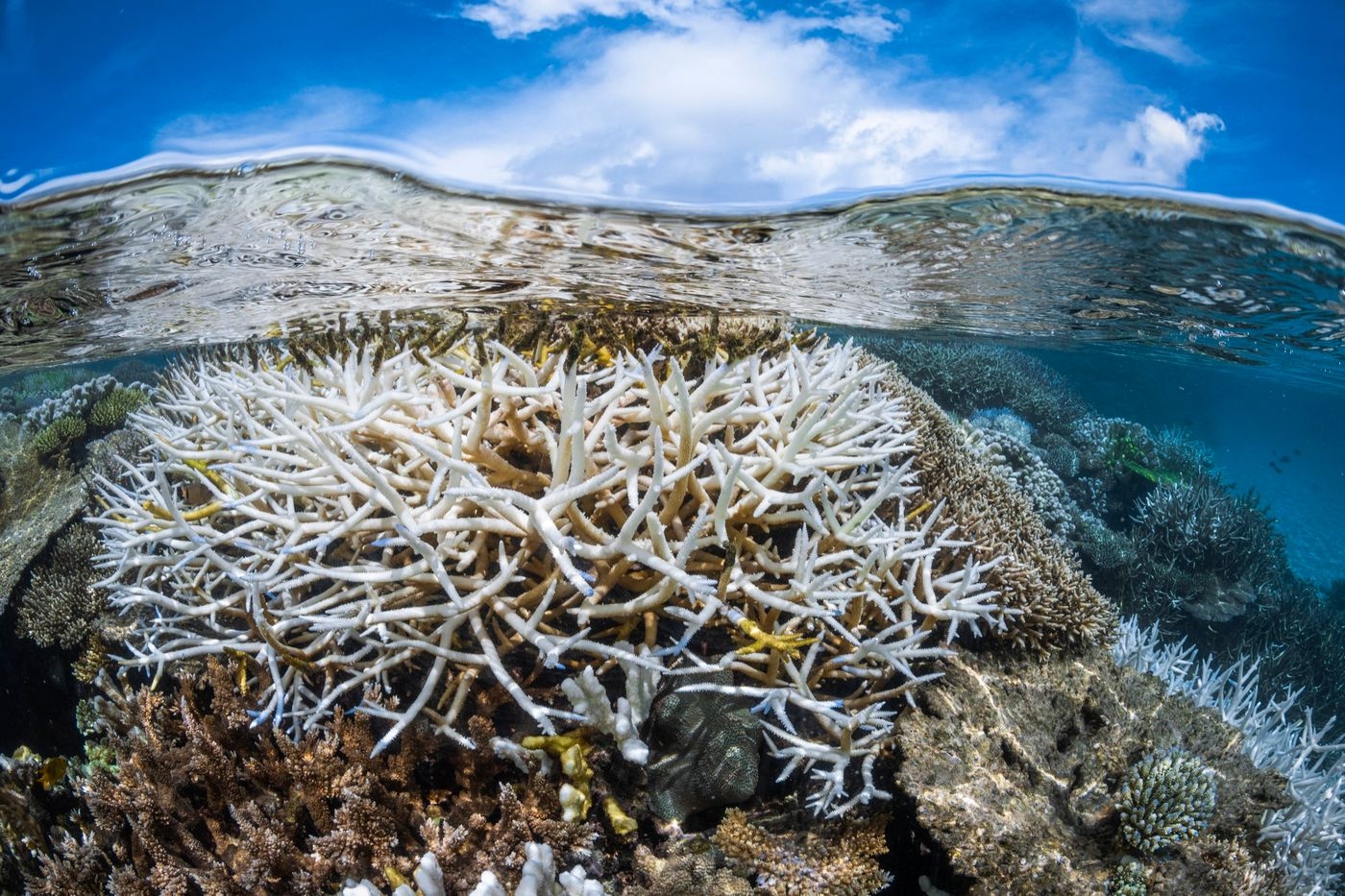 Corais: 'Ponto crítico' climático é atingido para recifes em declínio